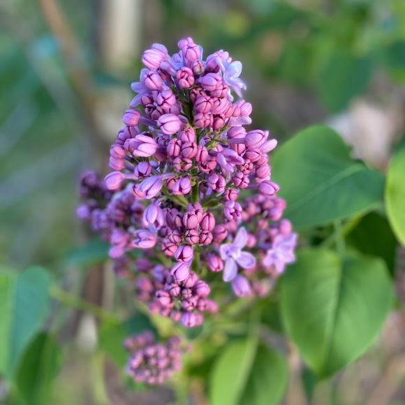 Meet your Posher, Tish - Picture 2 of 16